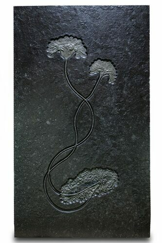 Museum-Quality Pyrite-Replaced Crinoid Plate - Germany #380362